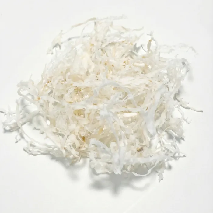 白トサカ (Shiro Tosaka)